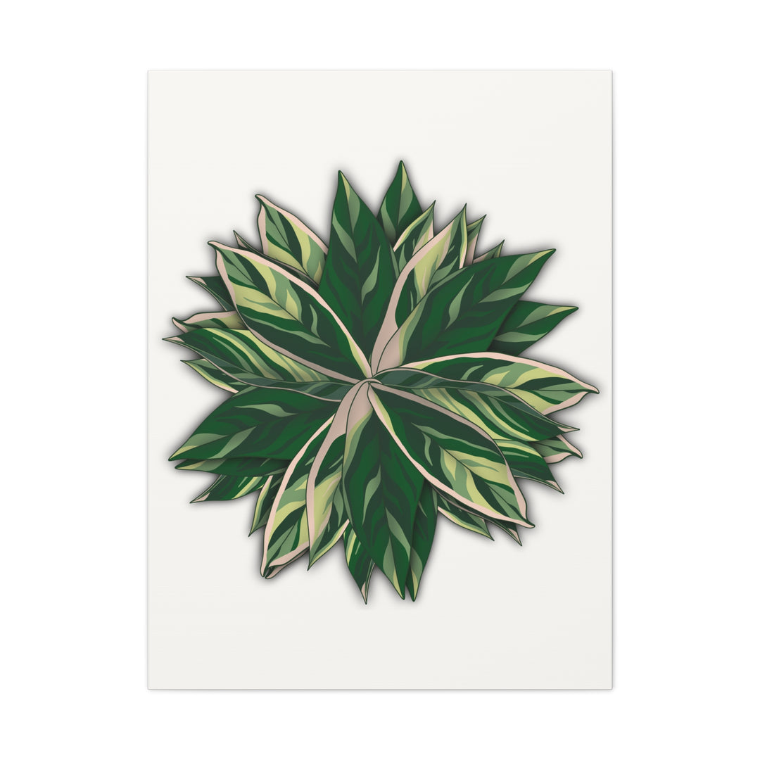 Stromanthe Triostar Canvas Wall Art Premium Matte Finish On Durable 1.25 Inch Frame For Vibrant Indoor Tropical Decor