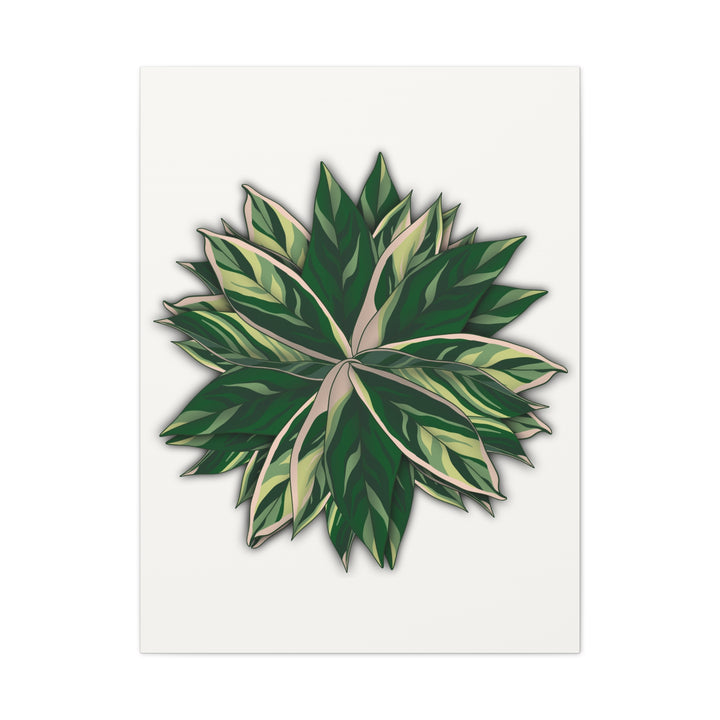 Stromanthe Triostar Canvas Wall Art Premium Matte Finish On Durable 1.25 Inch Frame For Vibrant Indoor Tropical Decor