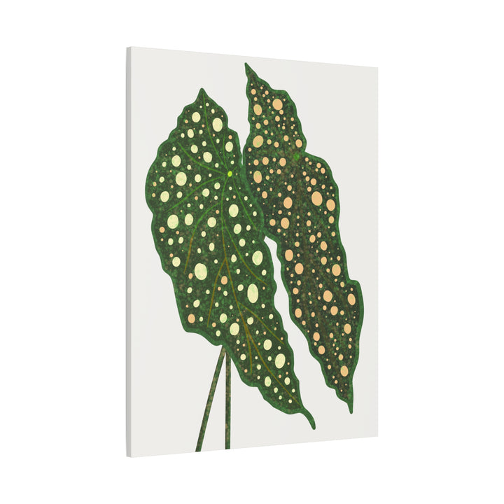 Begonia Maculata Canvas Premium Botanical Wall Art Print On Cotton Canvas With Matte Finish For Indoor Decor