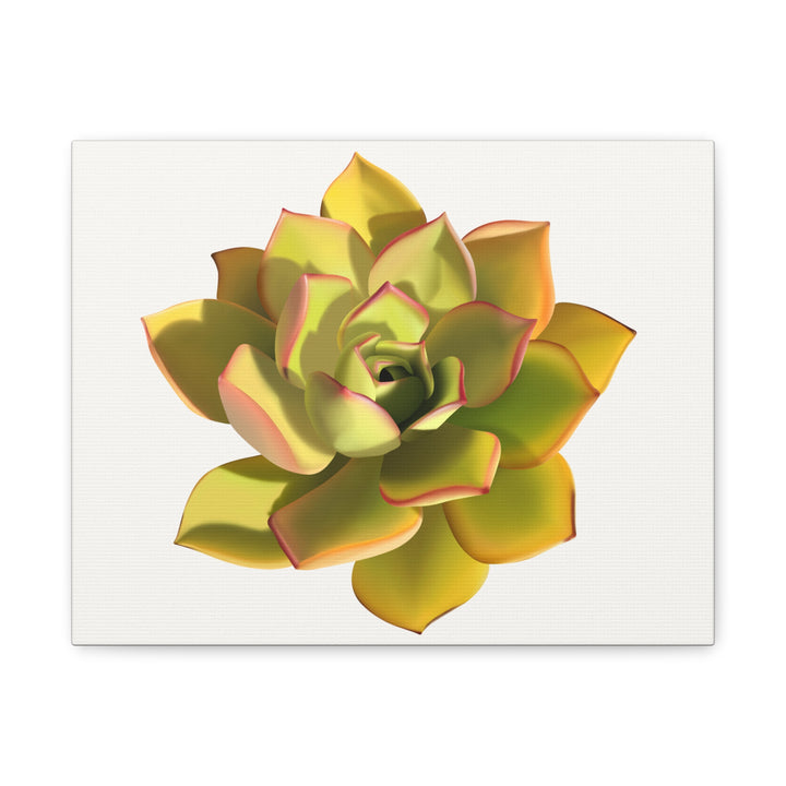 Noble Aeonium Succulent Canvas Wall Art Print for Modern Home Decor by The Potted Pixel