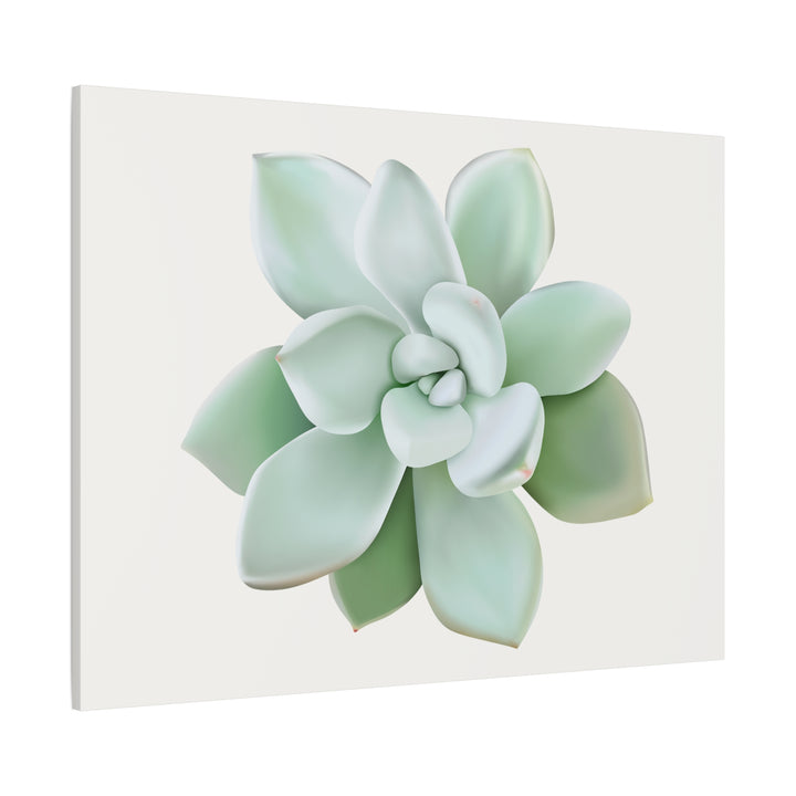 Succulent Canvas Art Pachyveria Haagei Print On Matte Finish Canvas Botanical Wall Decor