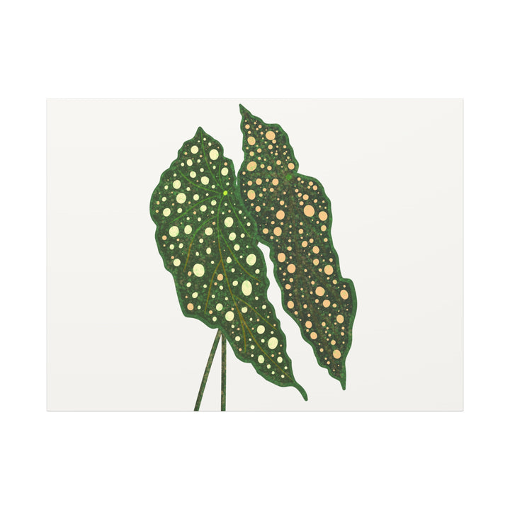 Begonia Maculata Canvas Premium Botanical Wall Art Print On Cotton Canvas With Matte Finish For Indoor Decor