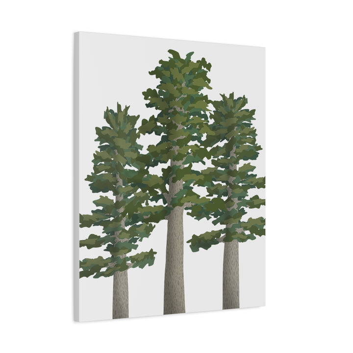 Sitka Spruce Canvas Print – Wall Art