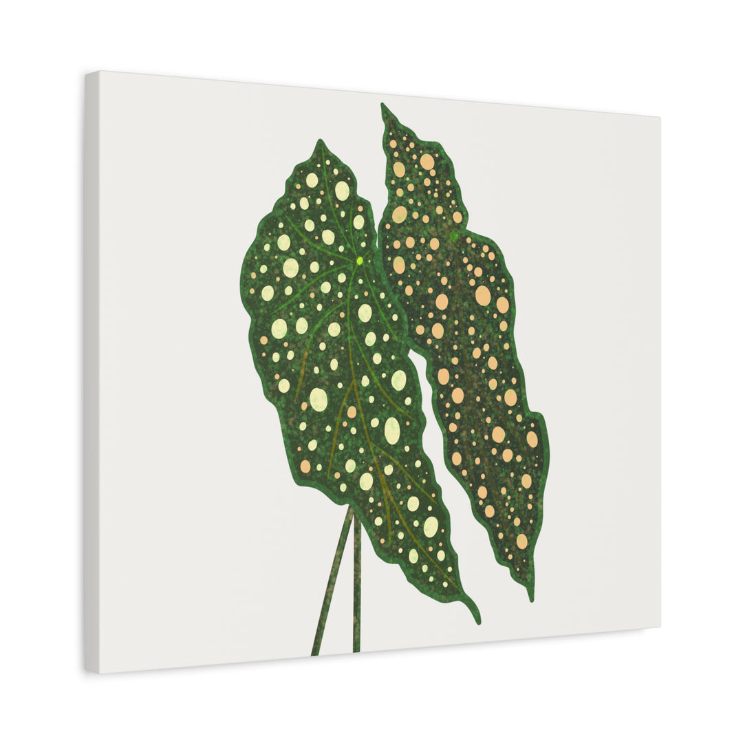 Begonia Maculata Canvas Premium Botanical Wall Art Print On Cotton Canvas With Matte Finish For Indoor Decor