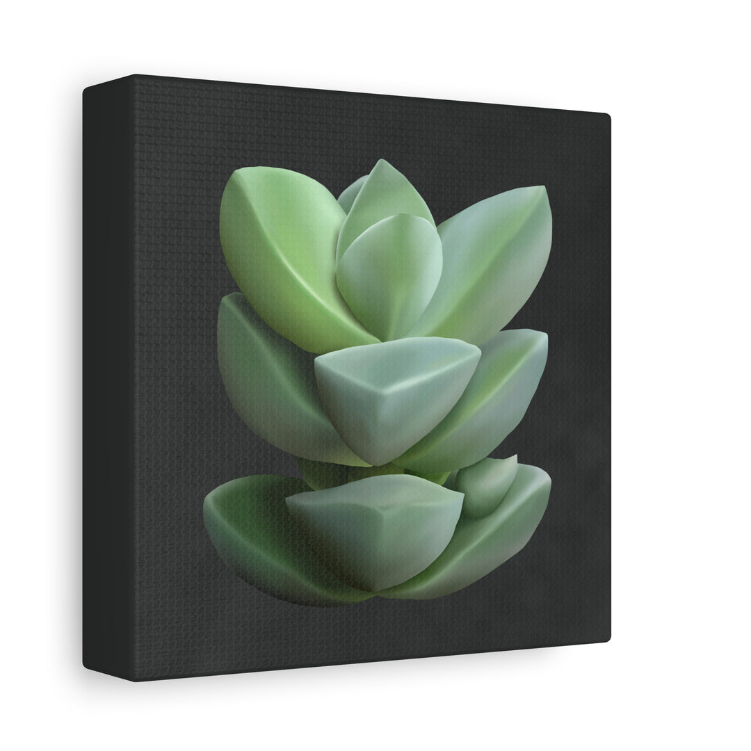 Crassula Canvas Print – Botanical Wall Art