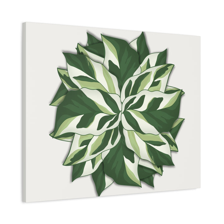 Calathea White Fusion Canvas Botanical Art Print On Stretched Cotton Canvas For Indoor Wall Decor