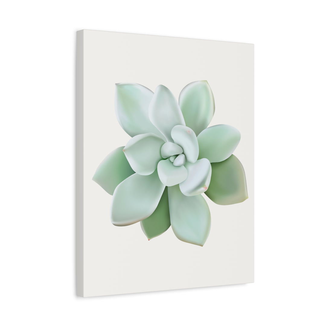 Succulent Canvas Art Pachyveria Haagei Print On Matte Finish Canvas Botanical Wall Decor