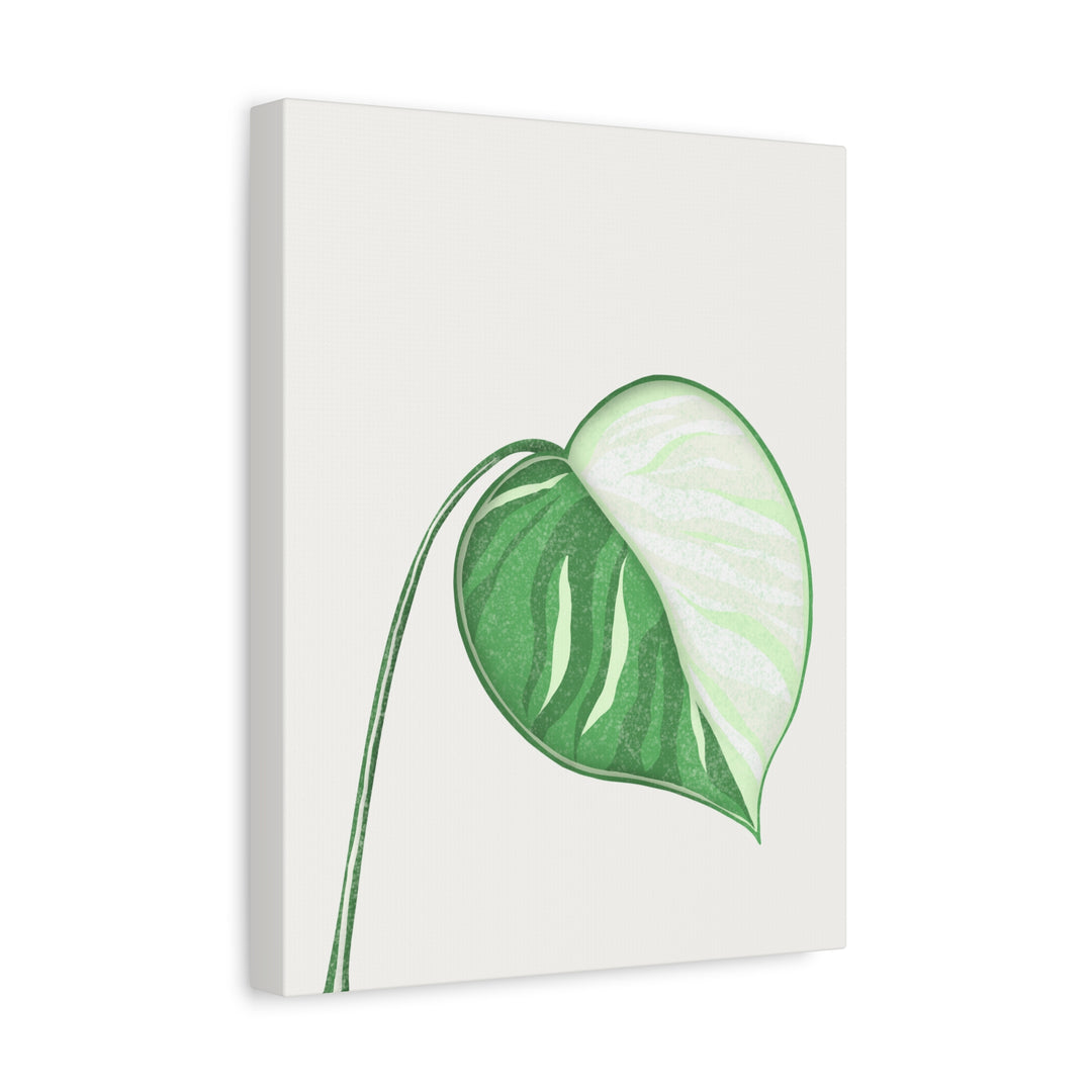 Monstera Albo Canvas Large Stretched Premium Quality Cotton Canvas Wall Art Tropical Leaf Poster Decor