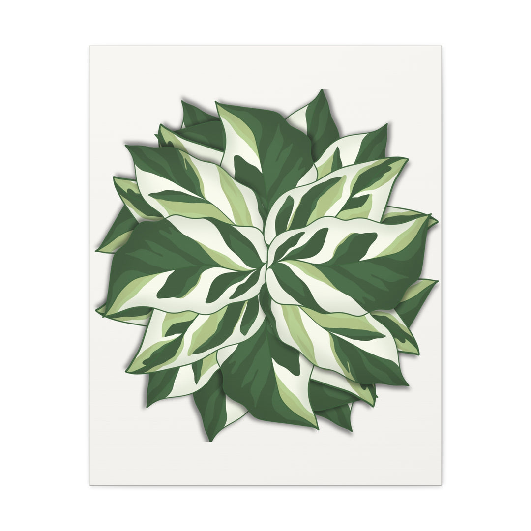 Calathea White Fusion Canvas Botanical Art Print On Stretched Cotton Canvas For Indoor Wall Decor