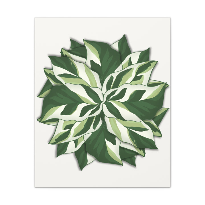Calathea White Fusion Canvas Botanical Art Print On Stretched Cotton Canvas For Indoor Wall Decor