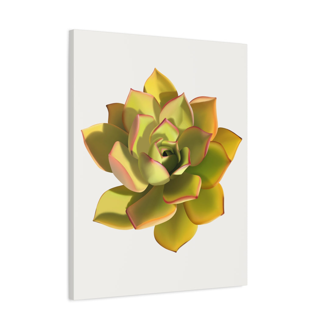 Noble Aeonium Succulent Canvas Wall Art Print for Modern Home Decor by The Potted Pixel