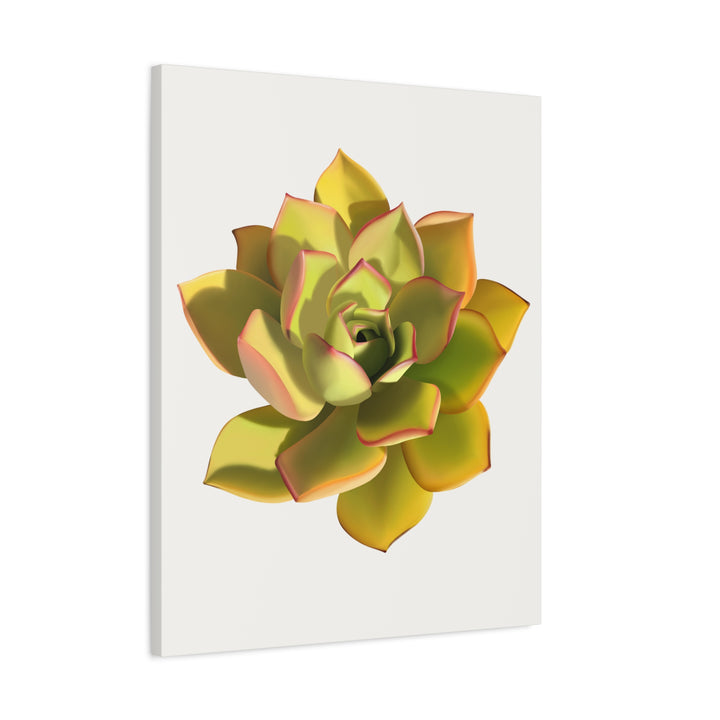 Noble Aeonium Succulent Canvas Wall Art Print for Modern Home Decor by The Potted Pixel