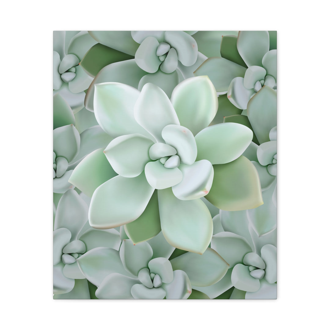 Pachyveria Haagei Succulent Pattern Canvas Art for Modern Home Decor 16x20 Matte Print
