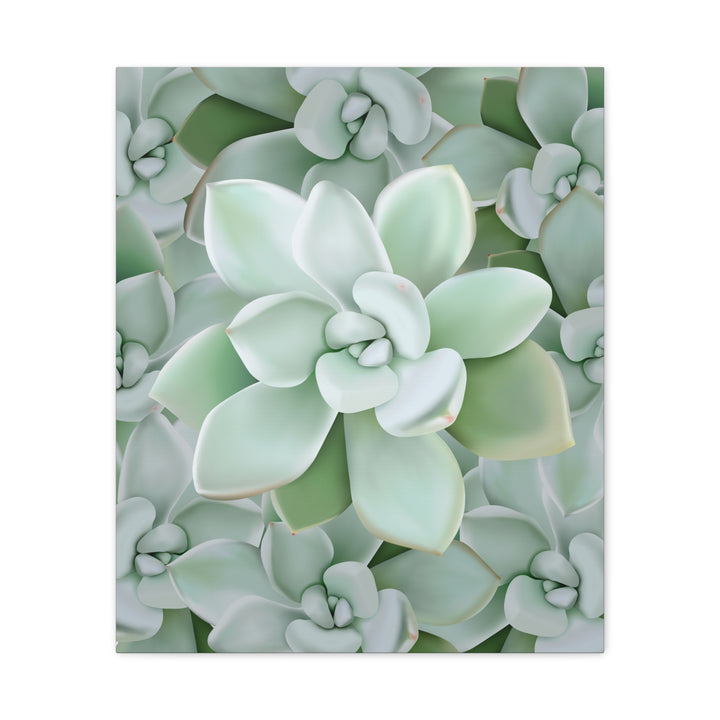 Pachyveria Haagei Succulent Pattern Canvas Art for Modern Home Decor 16x20 Matte Print