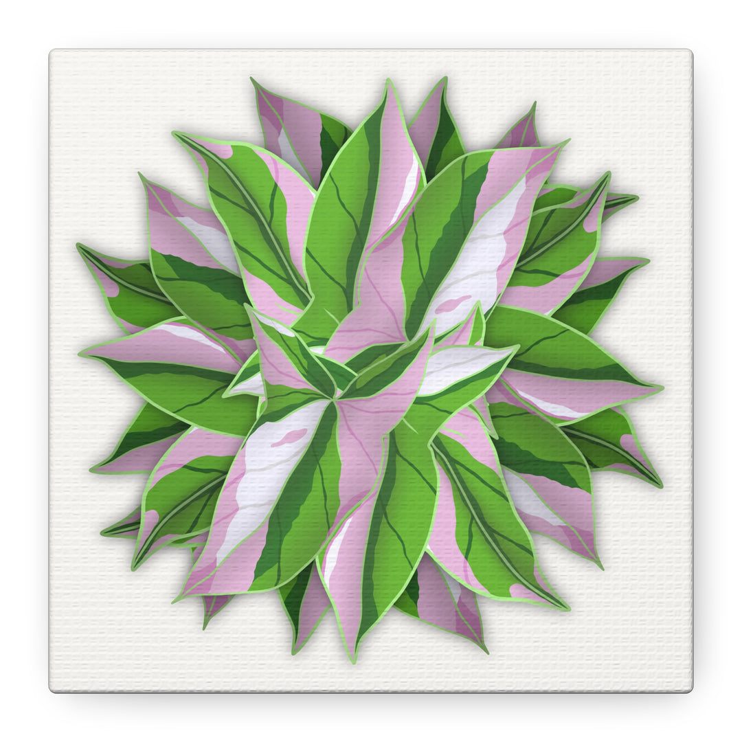 Syngonium Tricolor Canvas Print – Botanical Wall Art - The Potted Pixel