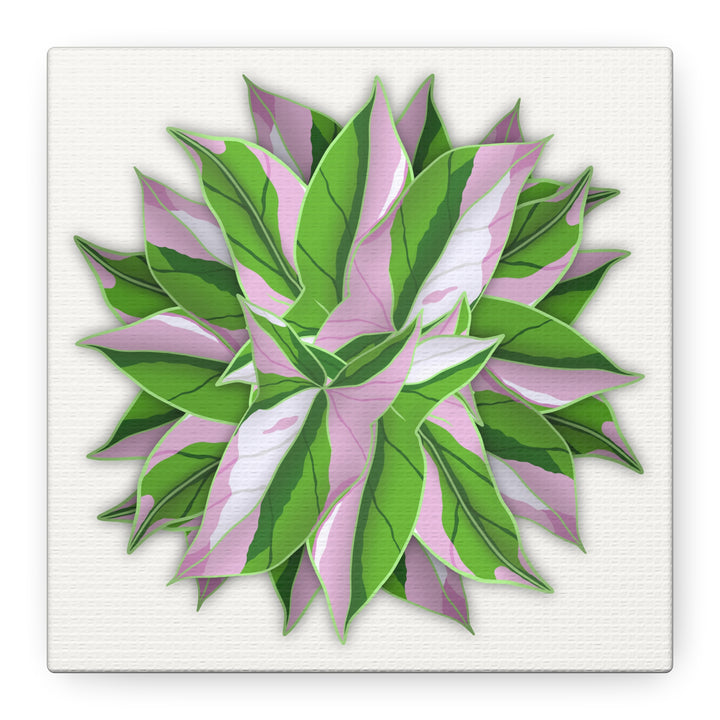 Syngonium Tricolor Canvas Print – Botanical Wall Art - The Potted Pixel