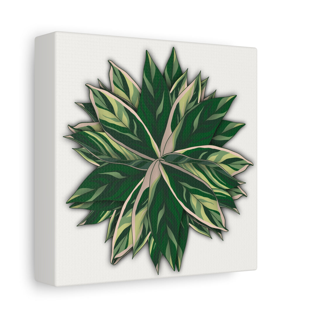Stromanthe Triostar Canvas Wall Art Premium Matte Finish On Durable 1.25 Inch Frame For Vibrant Indoor Tropical Decor