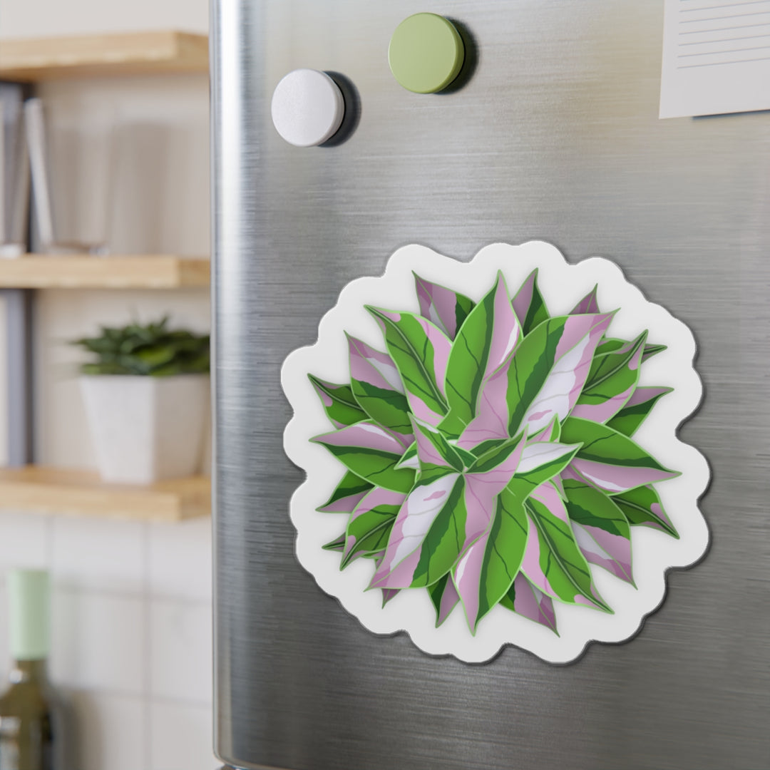 Syngonium Tricolor Magnet