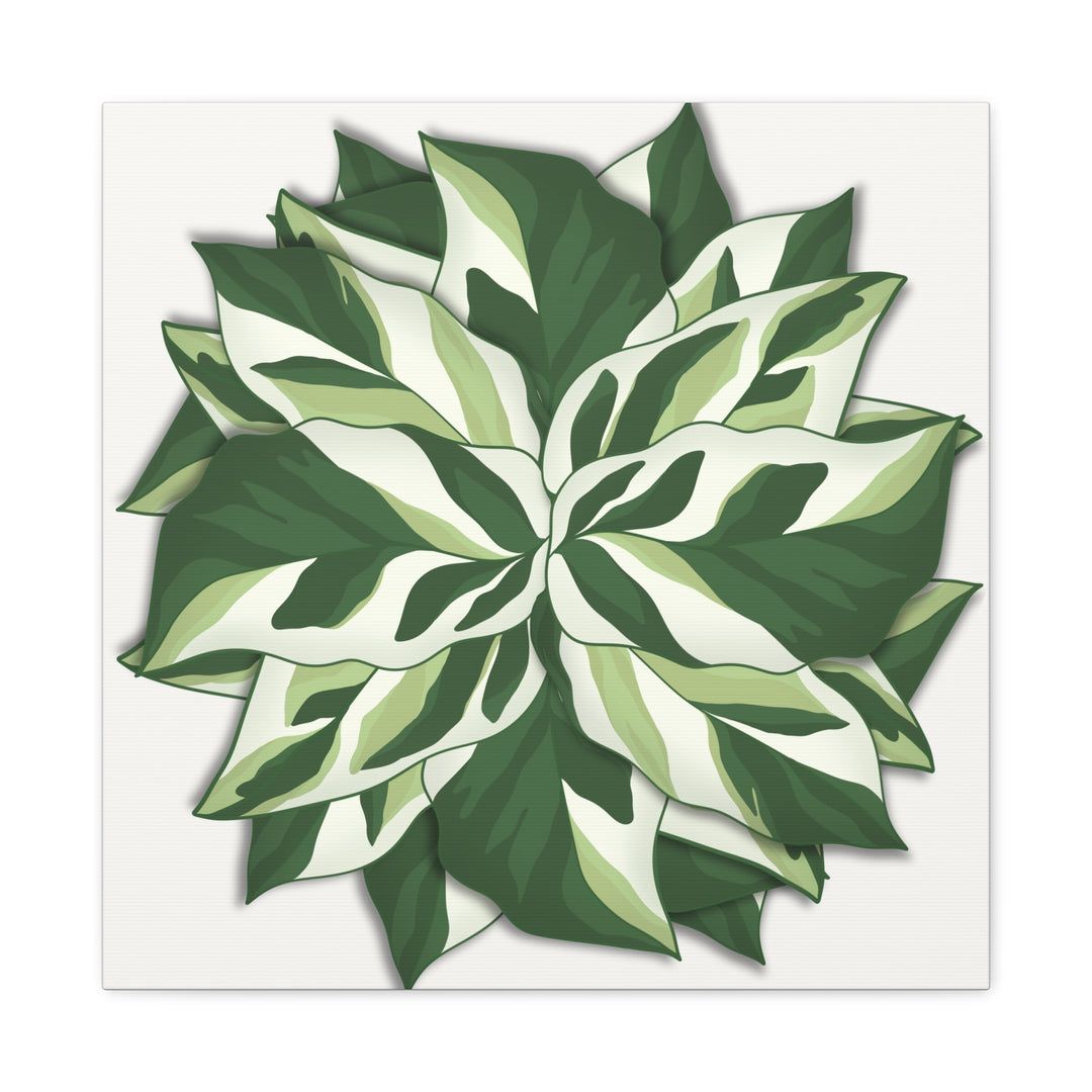 Calathea White Fusion Canvas Botanical Art Print On Stretched Cotton Canvas For Indoor Wall Decor