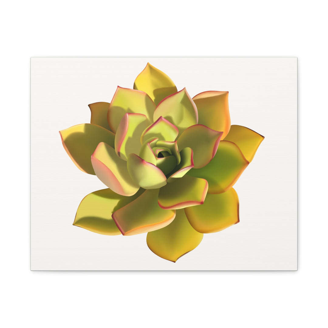 Noble Aeonium Succulent Canvas Wall Art Print for Modern Home Decor by The Potted Pixel