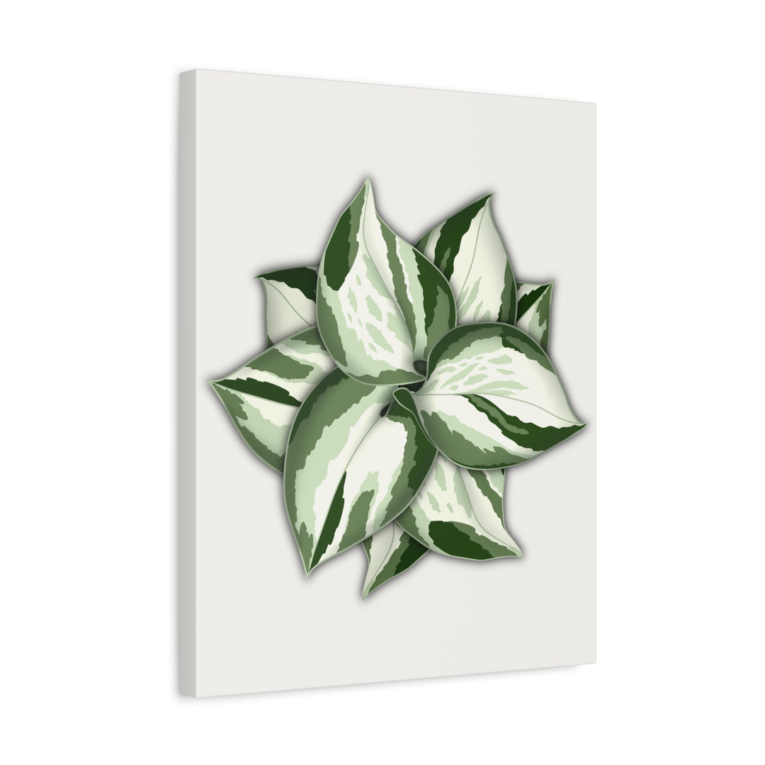 Manjula Pothos Canvas Print Stretched Matte Canvas Wall Art For Living Room And Office