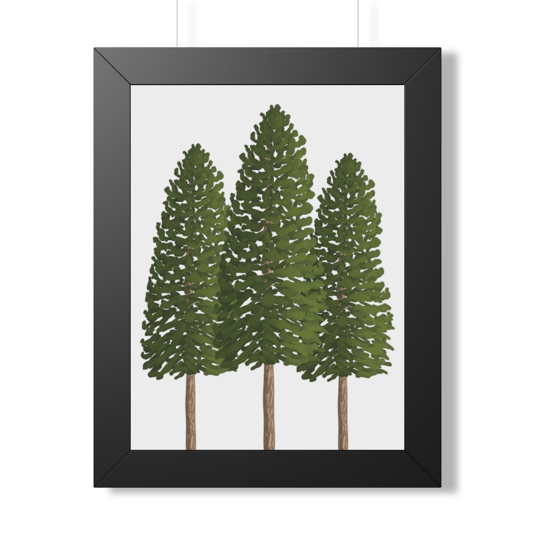Ponderosa Pine Framed Print – Wall Art
