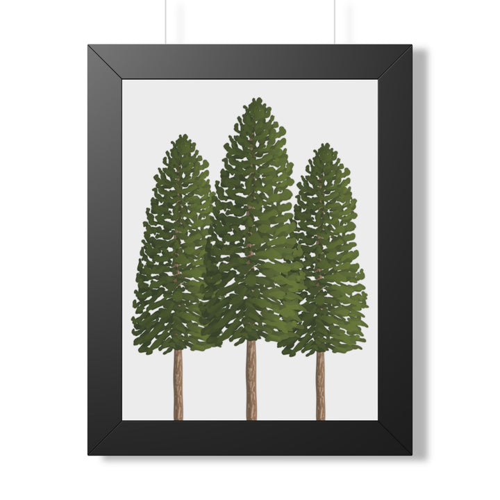 Ponderosa Pine Framed Print – Wall Art