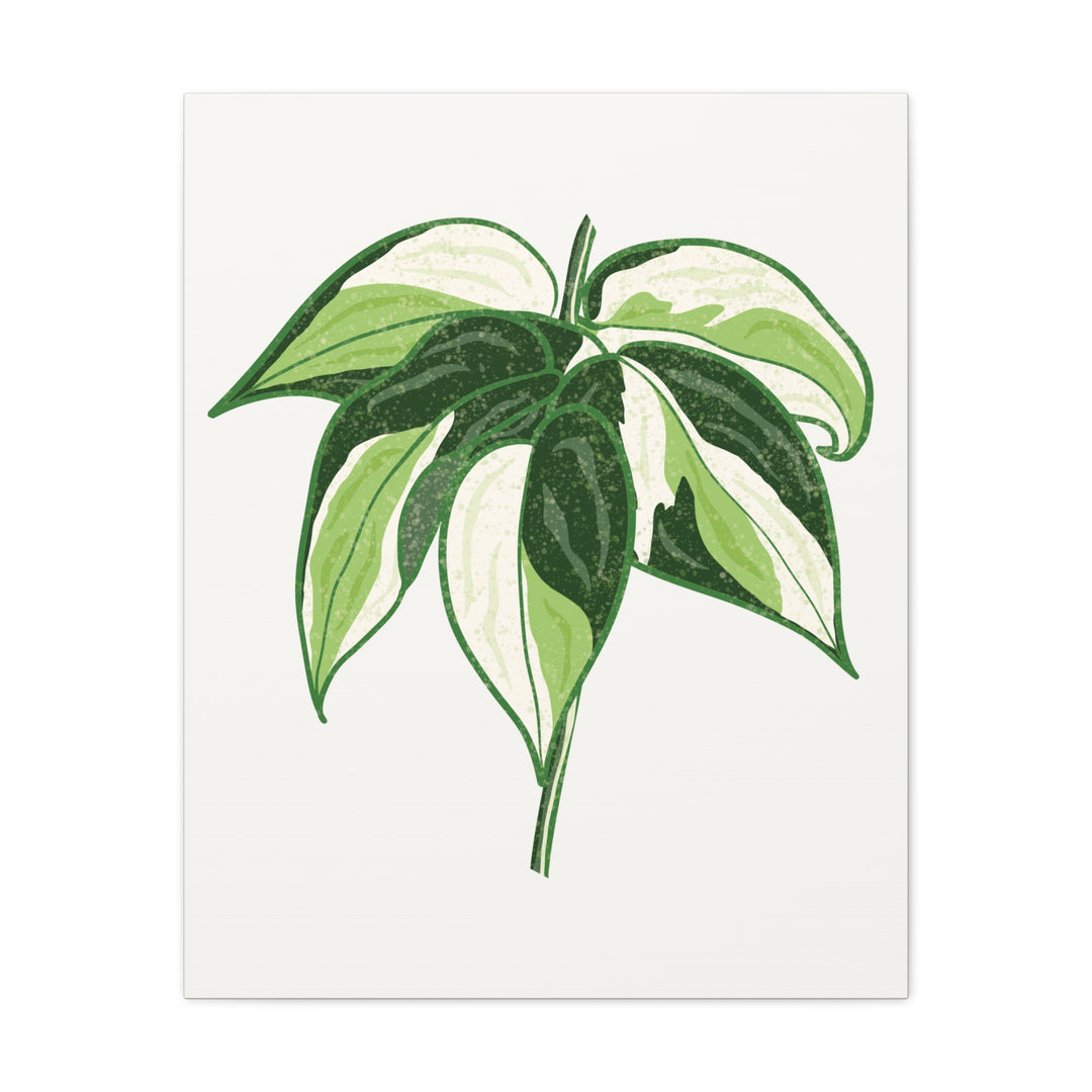 Philodendron Canvas Print Cream Splash Variegated Plant Art On Matte Cotton Canvas For Home Wall Decor