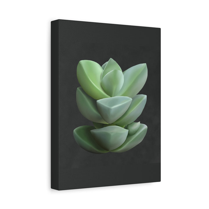 Crassula Canvas Print – Botanical Wall Art