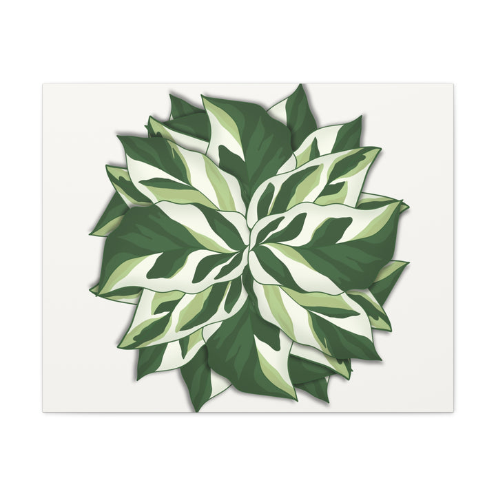 Calathea White Fusion Canvas Botanical Art Print On Stretched Cotton Canvas For Indoor Wall Decor