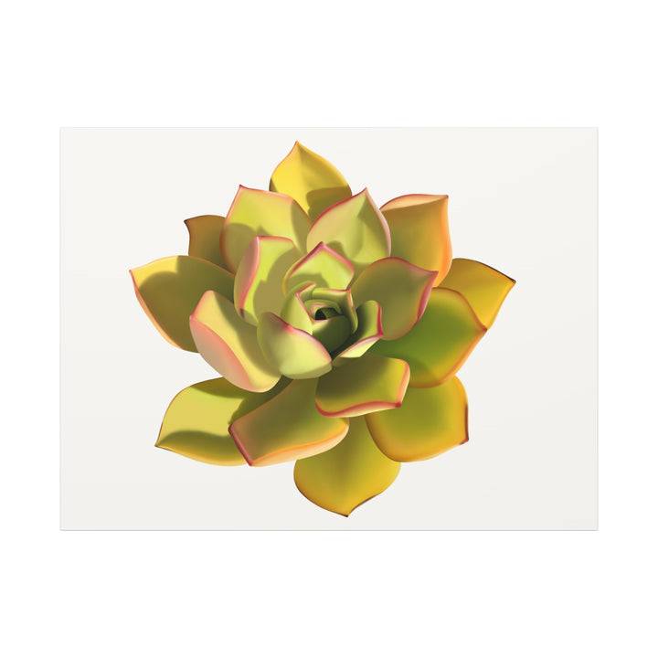 Noble Aeonium Succulent Canvas Wall Art Print for Modern Home Decor by The Potted Pixel