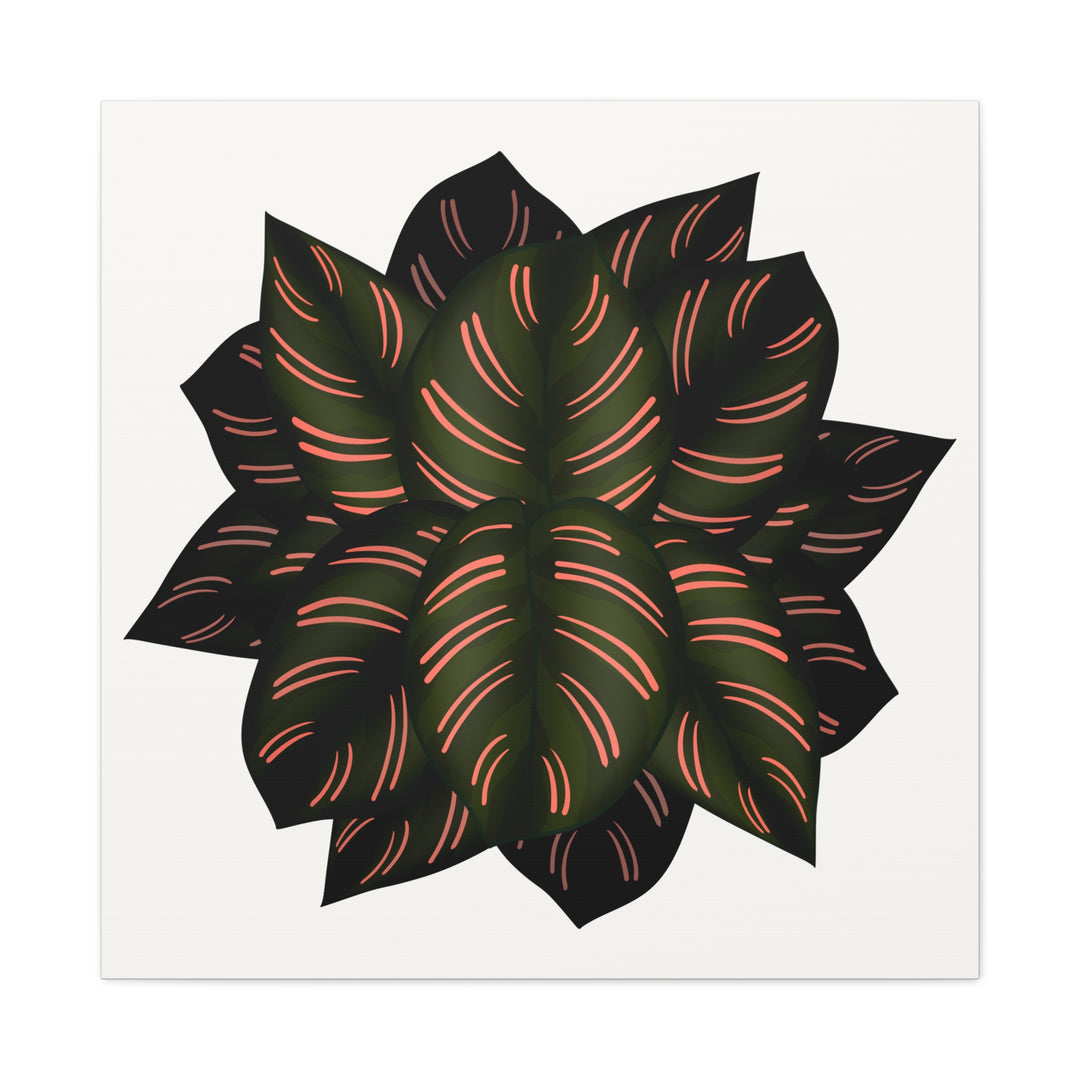 Calathea Pinstripe Canvas Botanical Wall Art Print On Stretched Cotton Canvas For Living Room Decor