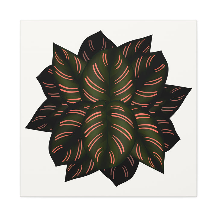 Calathea Pinstripe Canvas Botanical Wall Art Print On Stretched Cotton Canvas For Living Room Decor