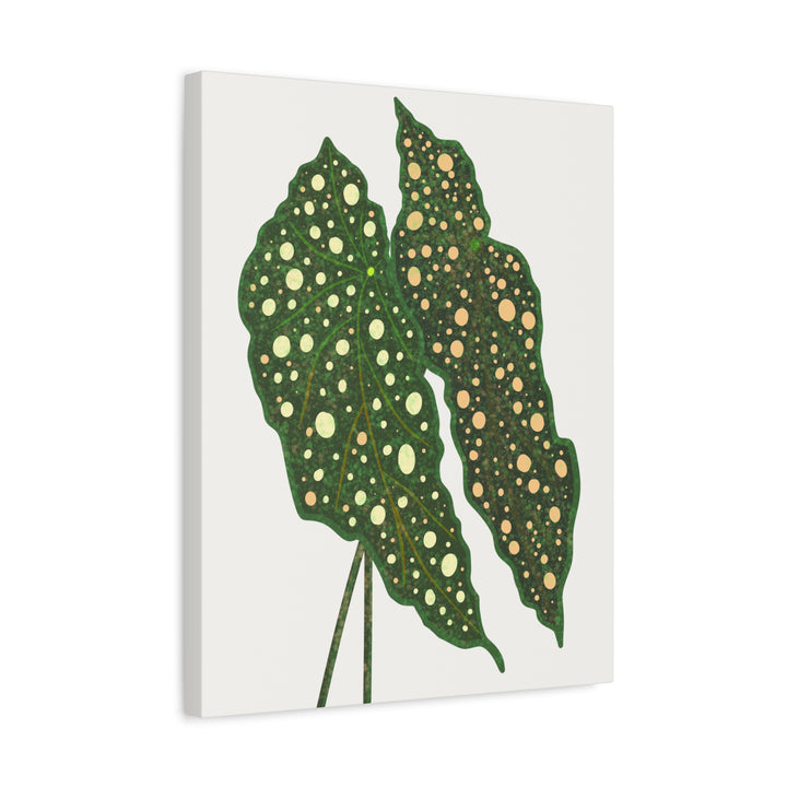 Begonia Maculata Canvas Premium Botanical Wall Art Print On Cotton Canvas With Matte Finish For Indoor Decor