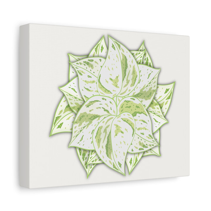Snow Queen Pothos Canvas Wall Art Variegated Indoor Plant Leaf Poster Print Cotton Canvas
