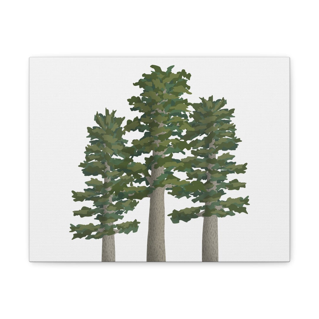 Sitka Spruce Canvas Print – Wall Art