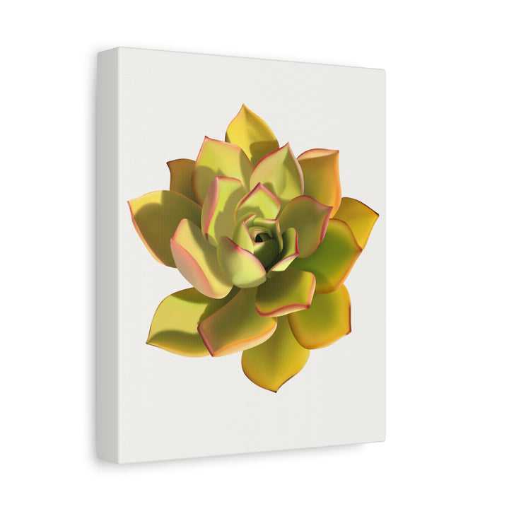 Noble Aeonium Succulent Canvas Wall Art Print for Modern Home Decor by The Potted Pixel