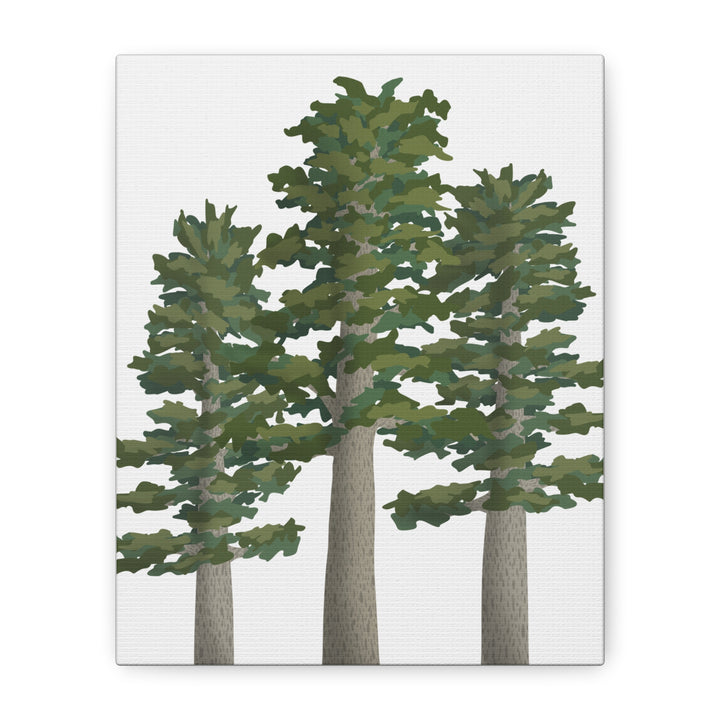 Sitka Spruce Canvas Print – Wall Art