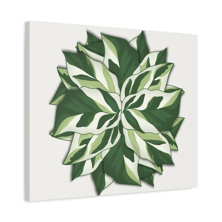 Calathea White Fusion Canvas Botanical Art Print On Stretched Cotton Canvas For Indoor Wall Decor