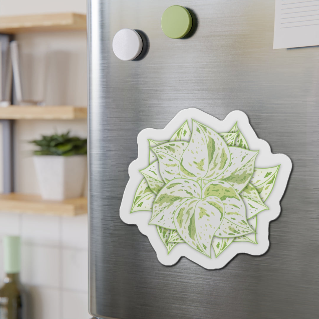 Snow Queen Pothos Magnet