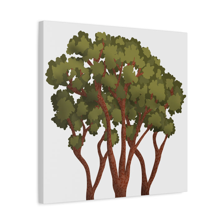 Pacific Madrone Canvas Print – Wall Art