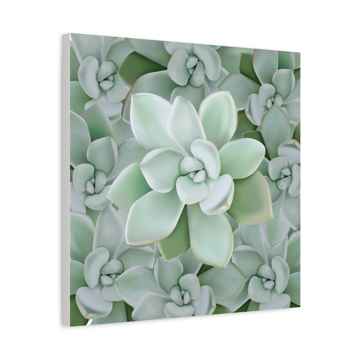 Pachyveria Haagei Succulent Pattern Canvas Art for Modern Home Decor 16x20 Matte Print