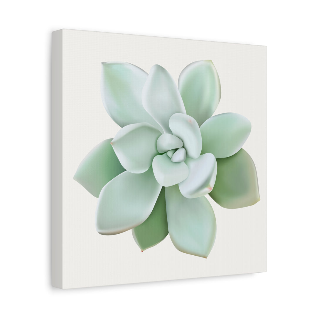 Succulent Canvas Art Pachyveria Haagei Print On Matte Finish Canvas Botanical Wall Decor