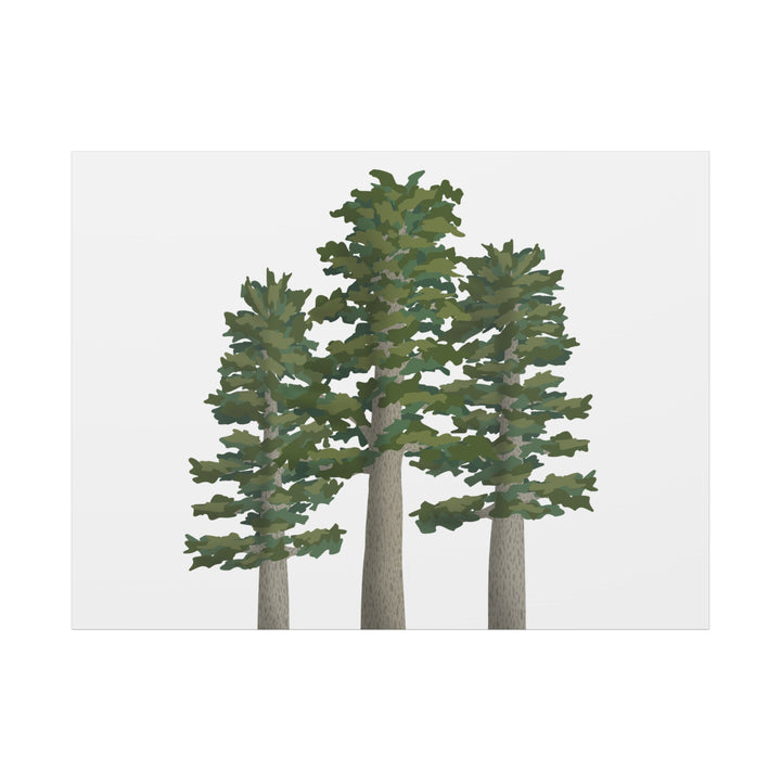 Sitka Spruce Canvas Print – Wall Art