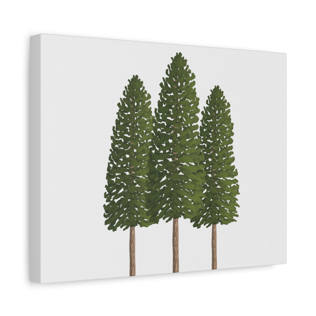 Three Ponderosa Pine Canvas Wall Art Matte Stretched Print Minimalist Forest Landscape Decor