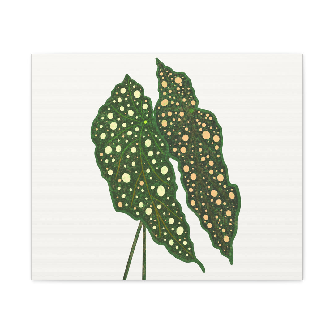 Begonia Maculata Canvas Premium Botanical Wall Art Print On Cotton Canvas With Matte Finish For Indoor Decor