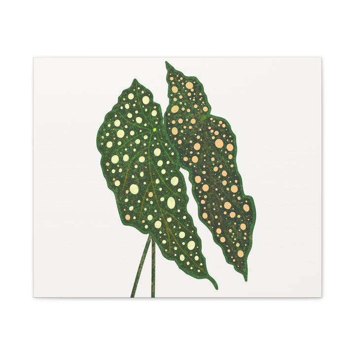 Begonia Maculata Canvas Premium Botanical Wall Art Print On Cotton Canvas With Matte Finish For Indoor Decor