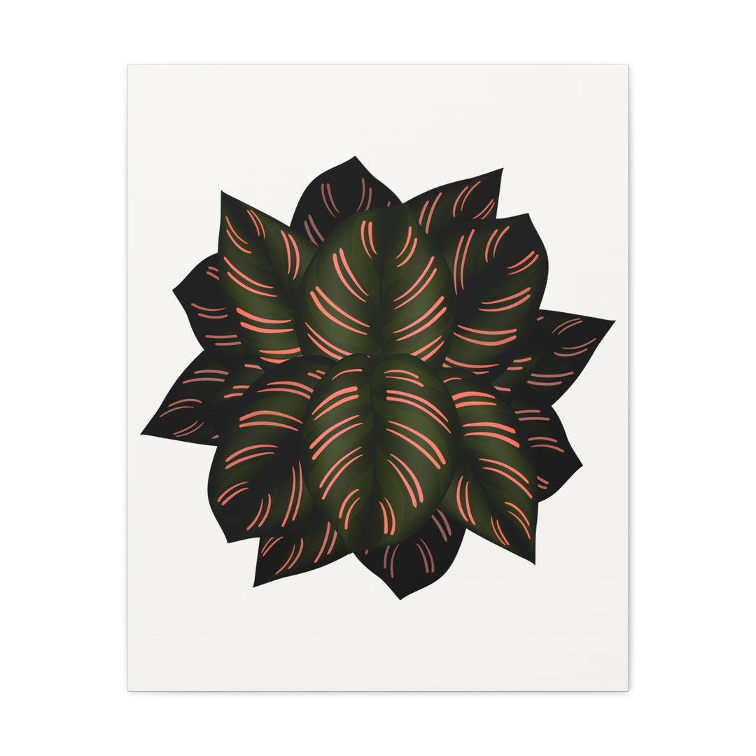 Calathea Pinstripe Canvas Botanical Wall Art Print On Stretched Cotton Canvas For Living Room Decor