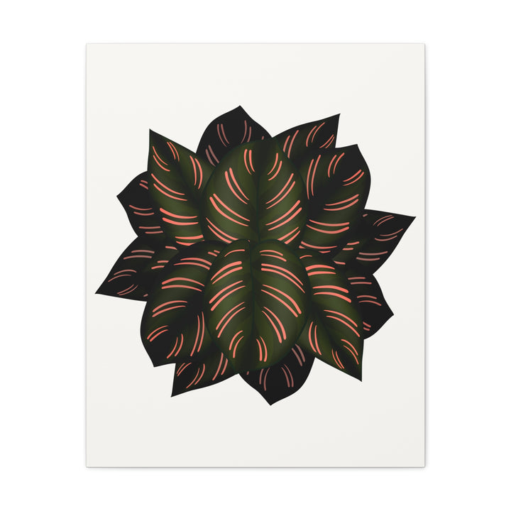 Calathea Pinstripe Canvas Botanical Wall Art Print On Stretched Cotton Canvas For Living Room Decor