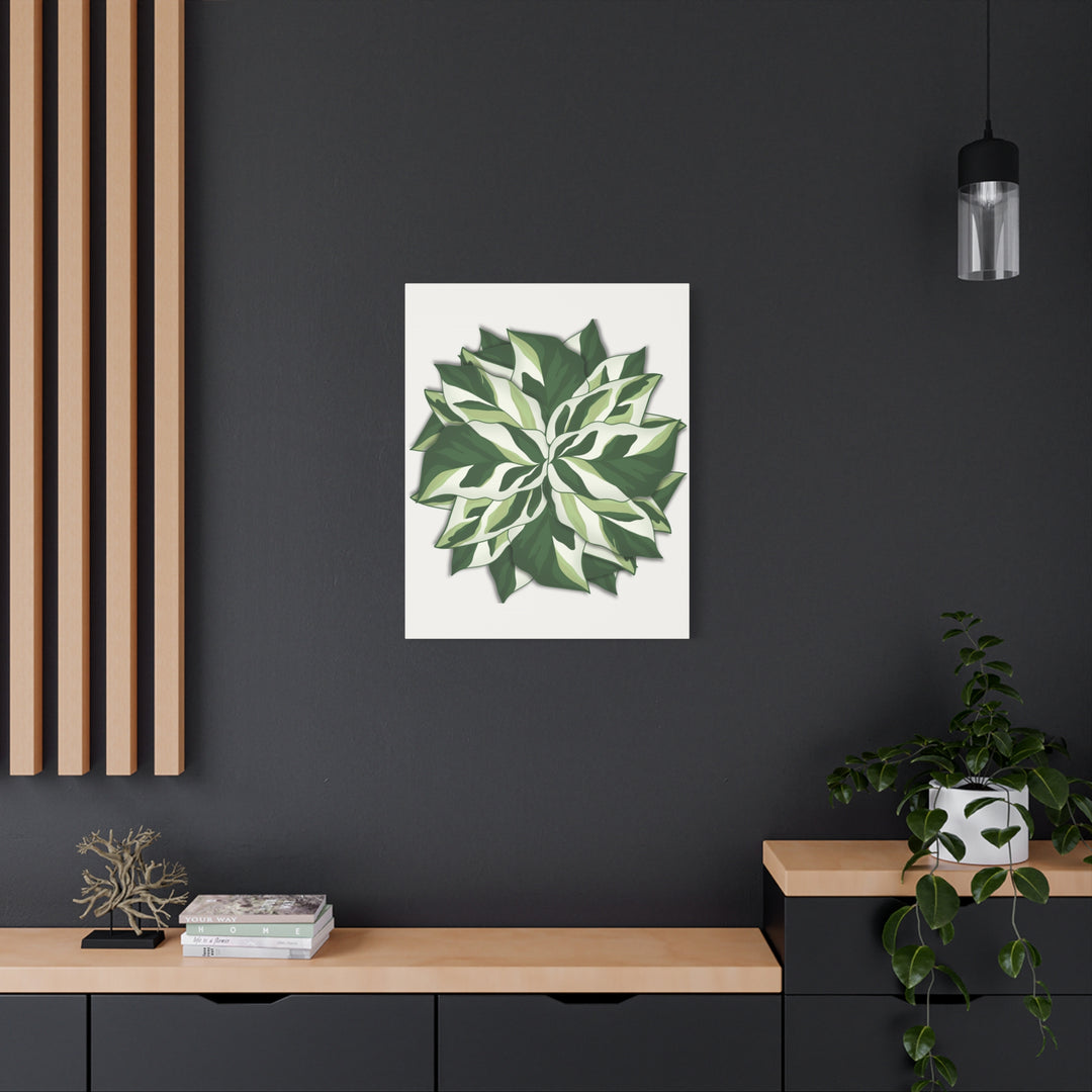 Calathea White Fusion Canvas Botanical Art Print On Stretched Cotton Canvas For Indoor Wall Decor